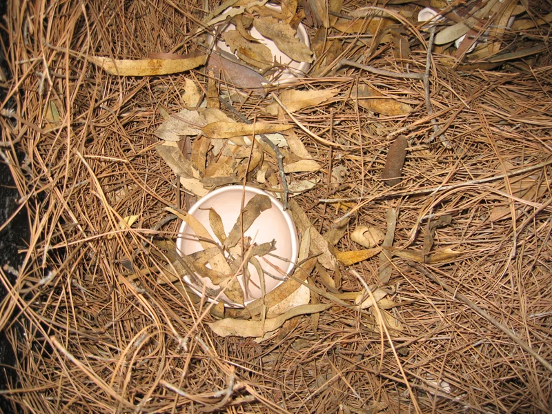 Clay firing process
